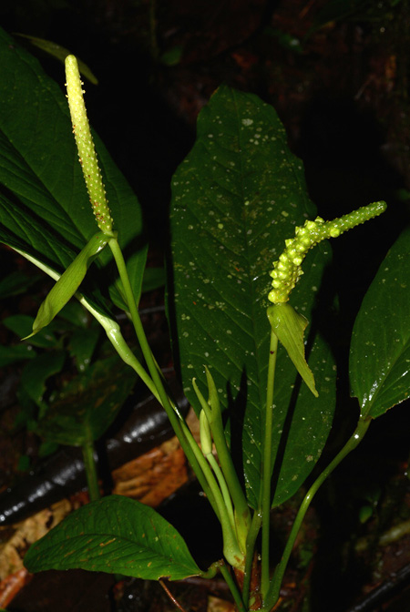 Anthurium amoenum