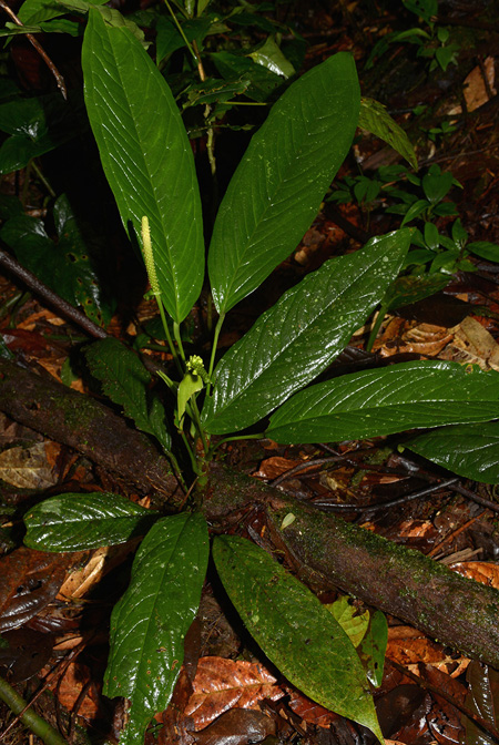 Anthurium amoenum