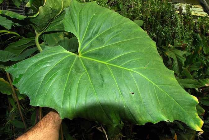 Anthurium andicola