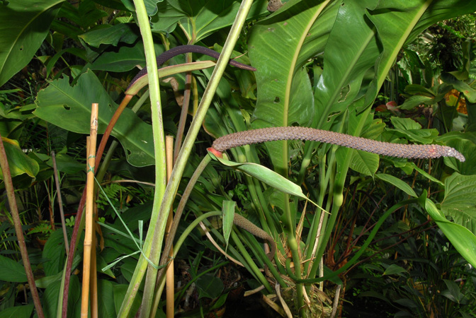 Anthurium andicola