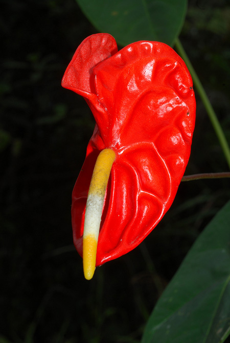 Anthurium andraeanum