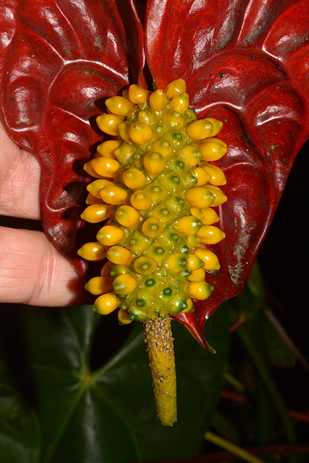 Anthurium andraeanum