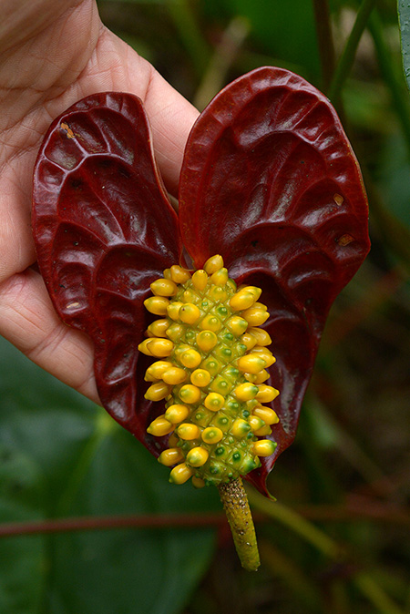 Anthurium andraeanum
