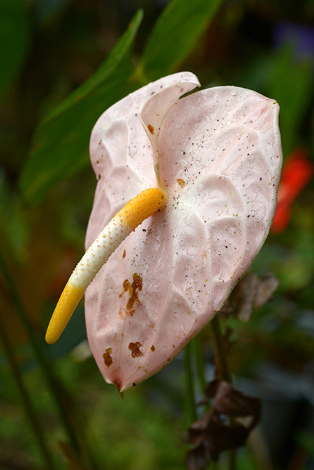 Anthurium andraeanum