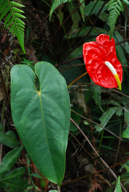 Anthurium andraeanum