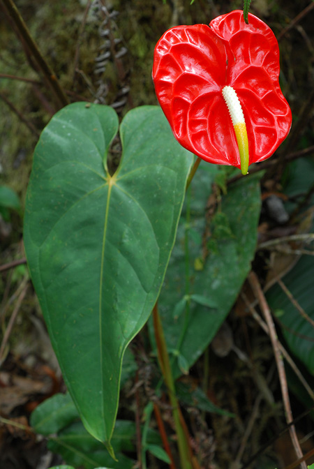 Anthurium andraeanum