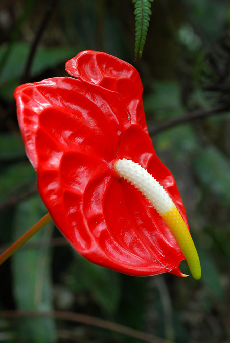 Anthurium andraeanum