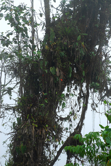 Anthurium andraeanum