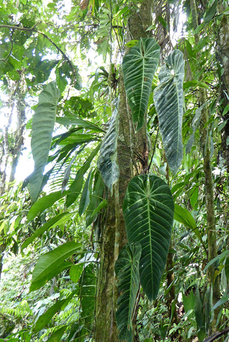 Anthurium angamarcanum