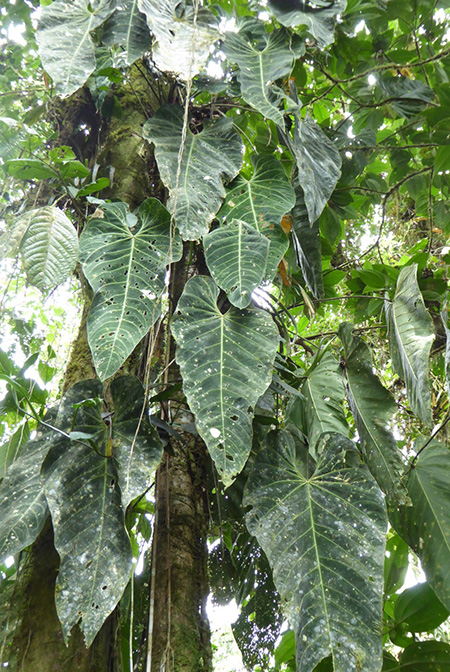 Anthurium angamarcanum