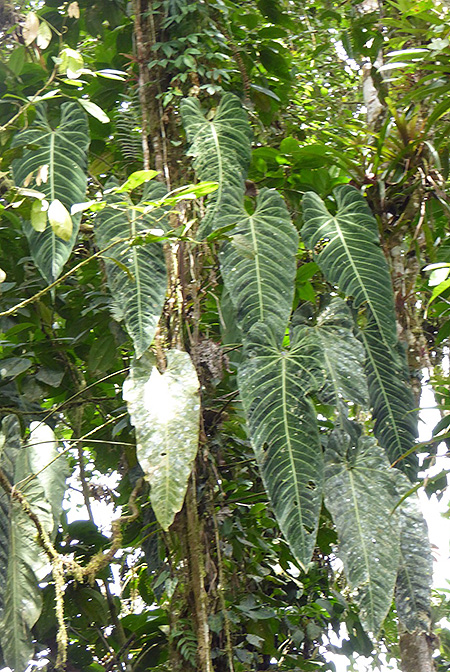 Anthurium angamarcanum