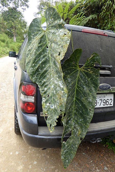 Anthurium angamarcanum