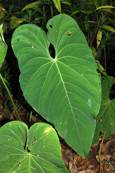 Anthurium angelopolisense