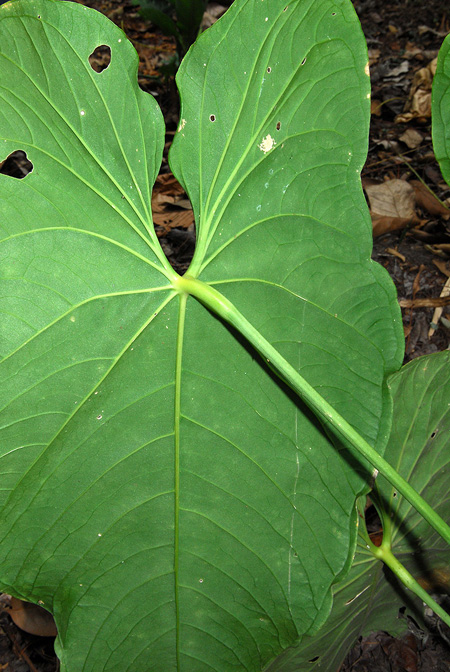 Anthurium angelopolisense