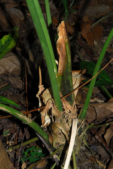 Anthurium angelopolisense