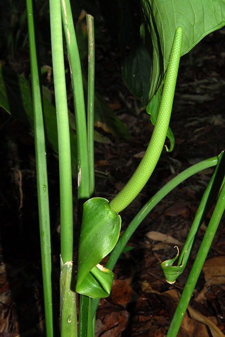Anthurium angelopolisense