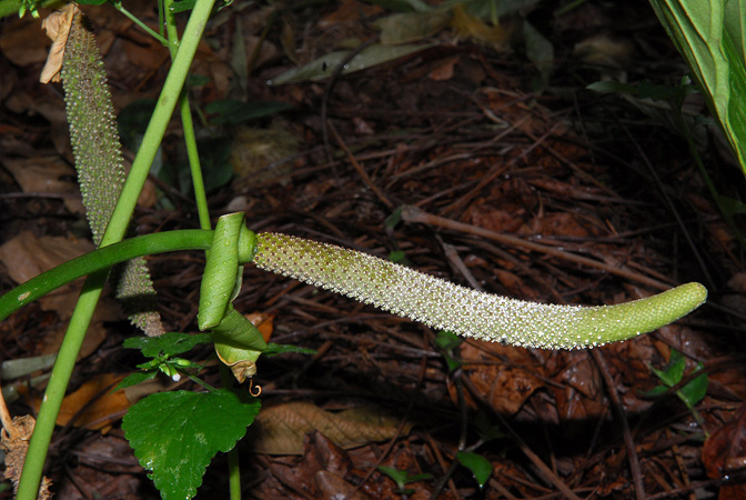 Anthurium angelopolisense