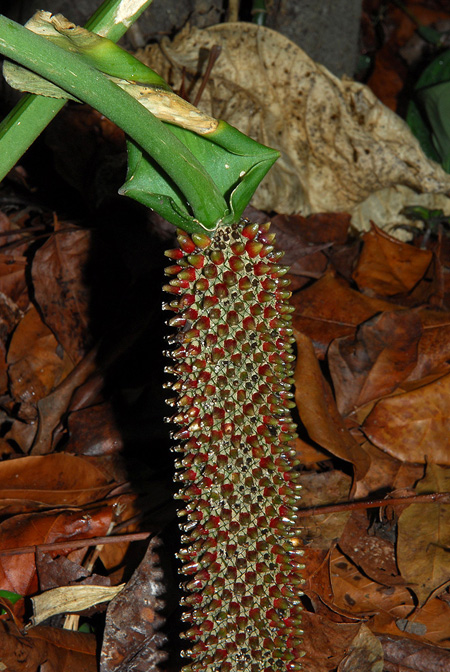 Anthurium angelopolisense