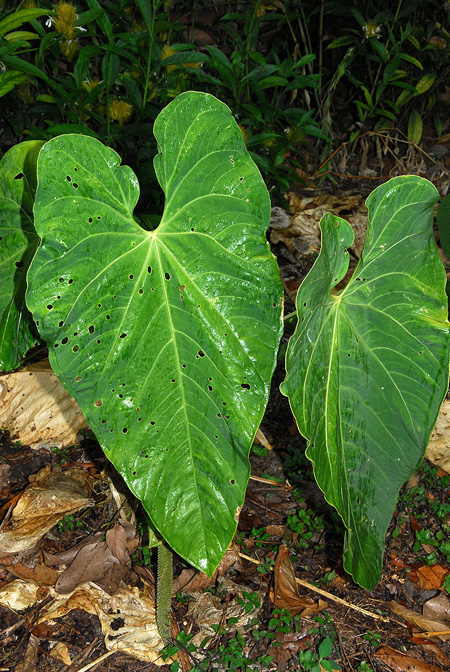Anthurium angelopolisense