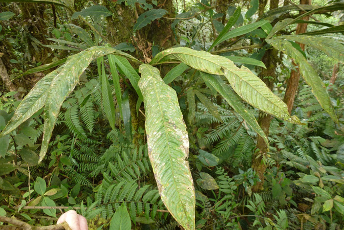 Anthurium angustisectum