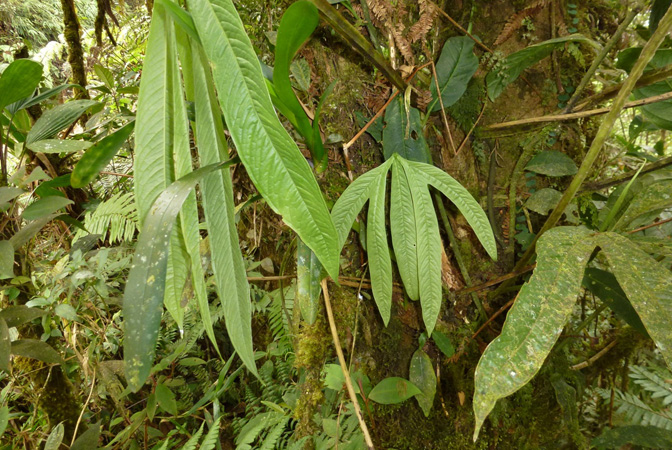 Anthurium angustisectum