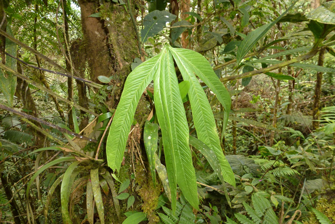 Anthurium angustisectum