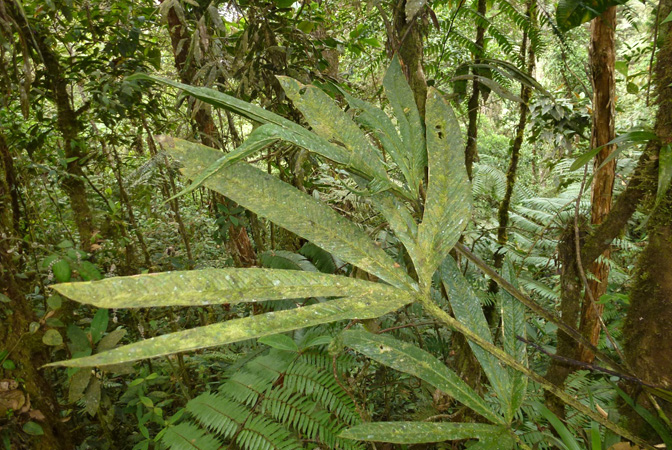 Anthurium angustisectum