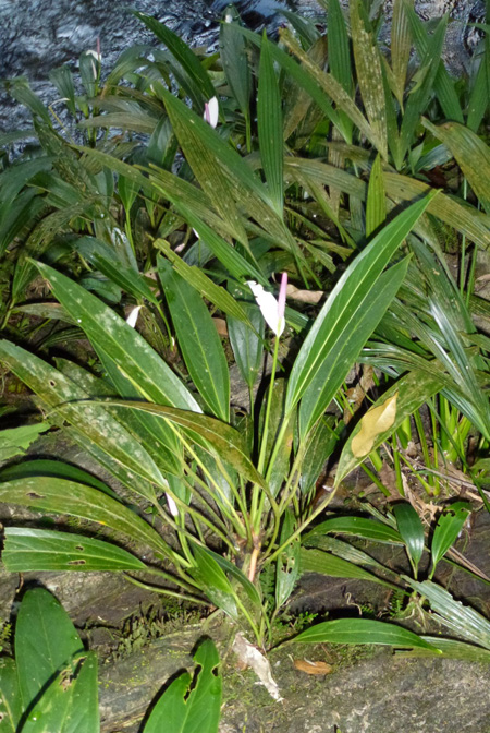 Anthurium antioquiense