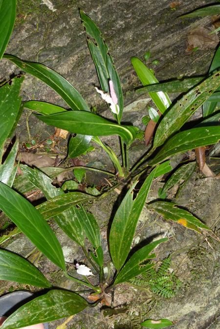 Anthurium antioquiense
