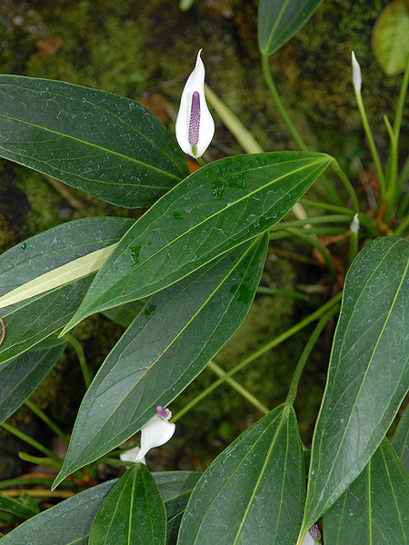 Anthurium antioquiense