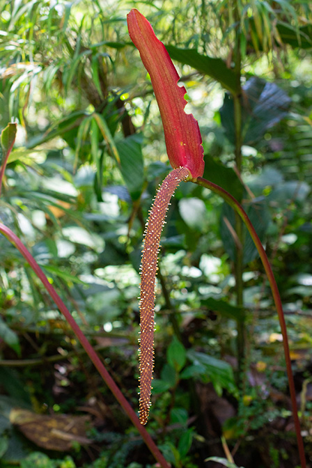 Anthurium antisanense