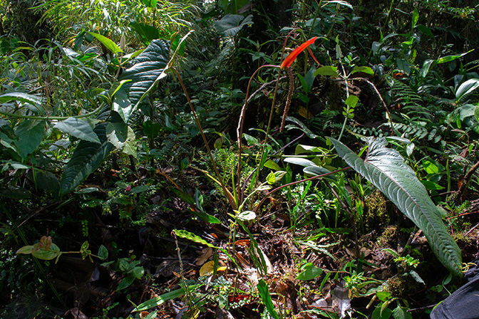 Anthurium antisanense