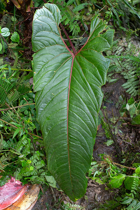 Anthurium antisanense