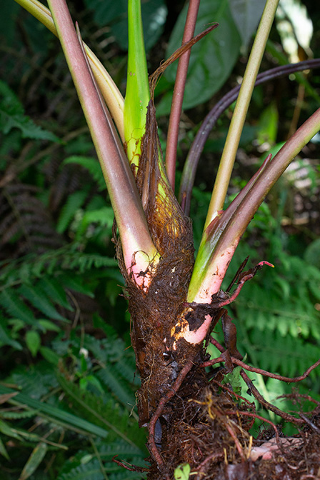 Anthurium antisanense