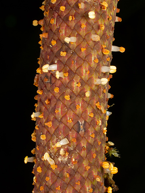 Anthurium antisanense