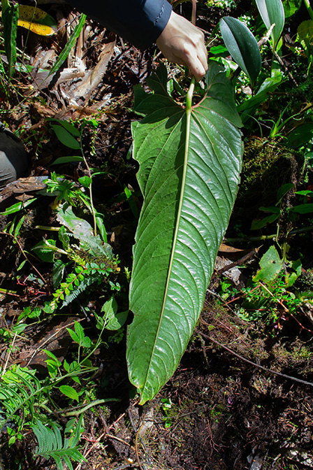 Anthurium antisanense