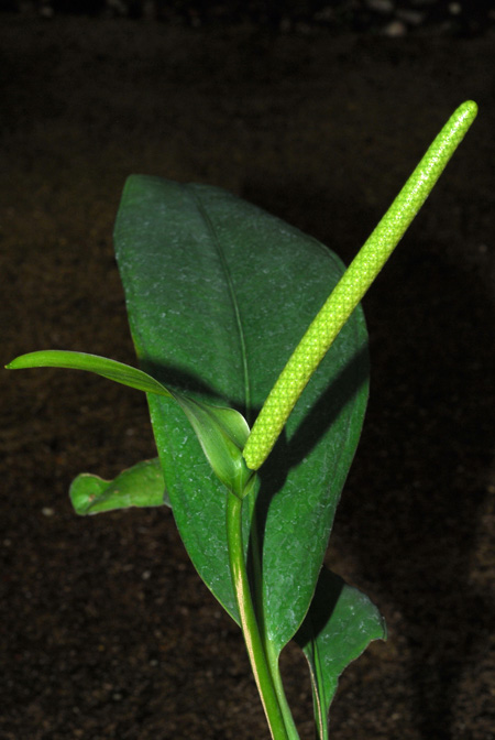 Anthurium apaporanum
