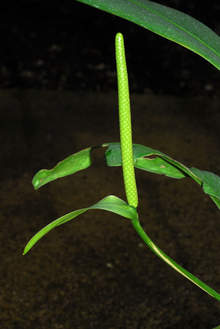 Anthurium apaporanum