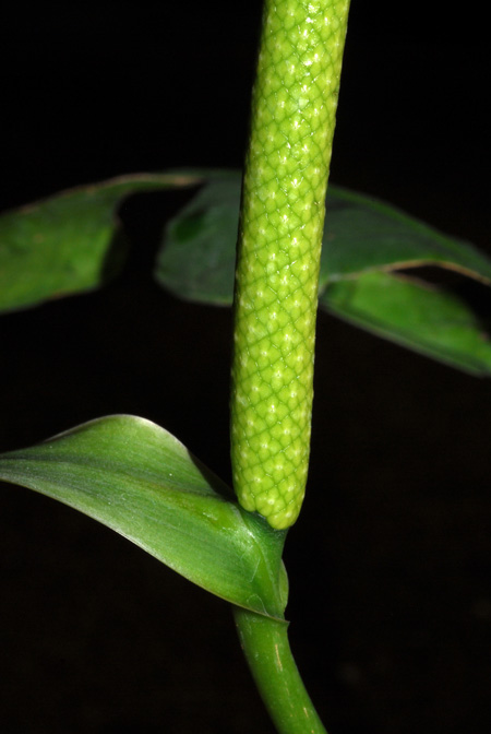 Anthurium apaporanum