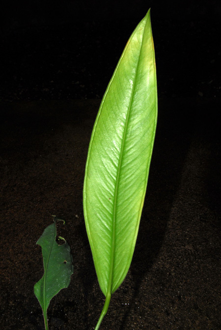 Anthurium apaporanum