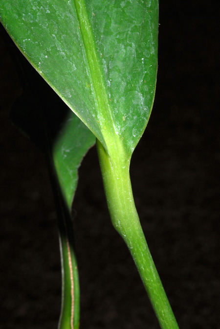 Anthurium apaporanum