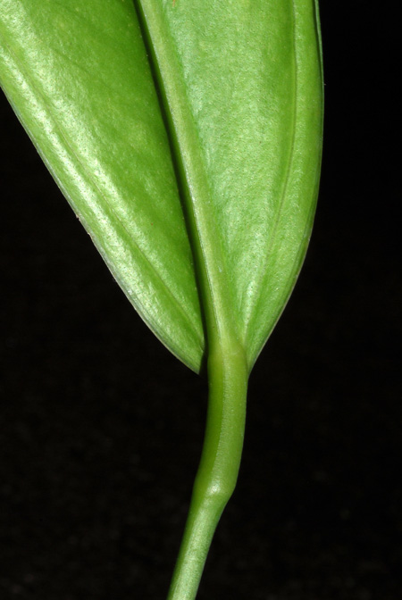 Anthurium apaporanum