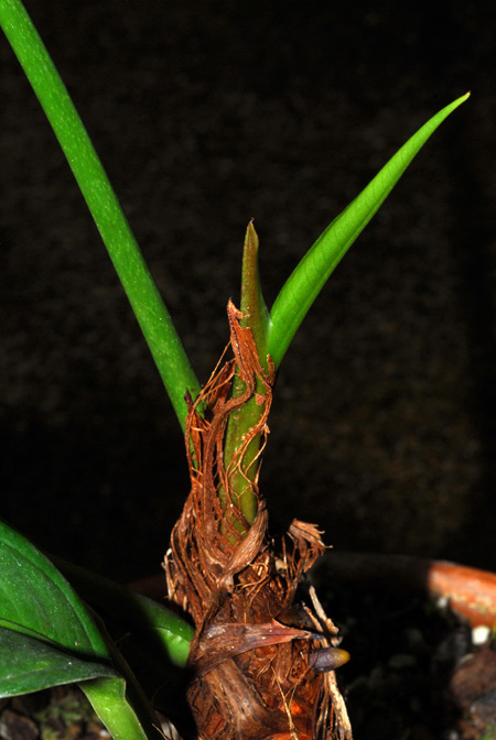 Anthurium apaporanum
