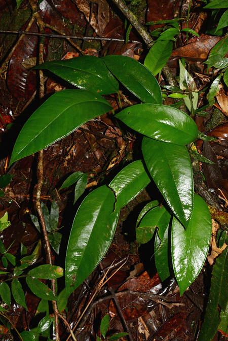 Anthurium apaporanum