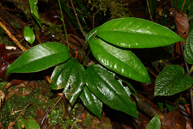 Anthurium apaporanum