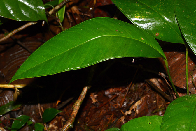 Anthurium apaporanum