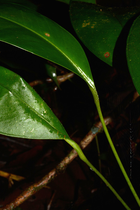 Anthurium apaporanum