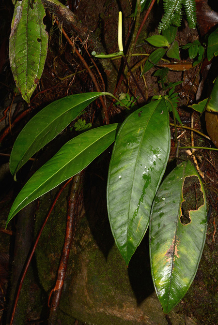 Anthurium apaporanum