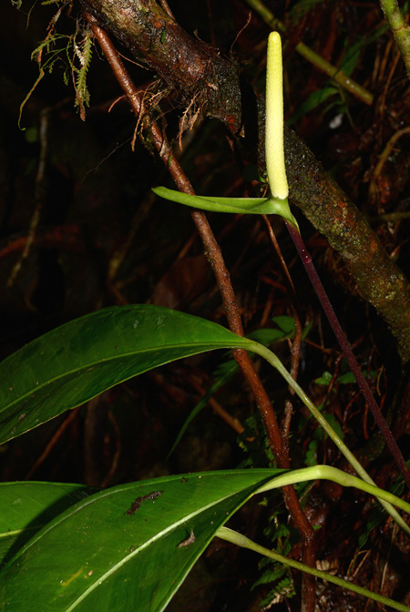 Anthurium apaporanum