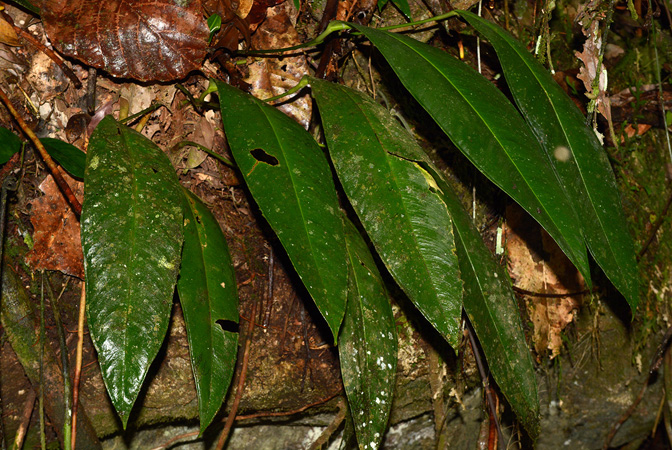 Anthurium apaporanum